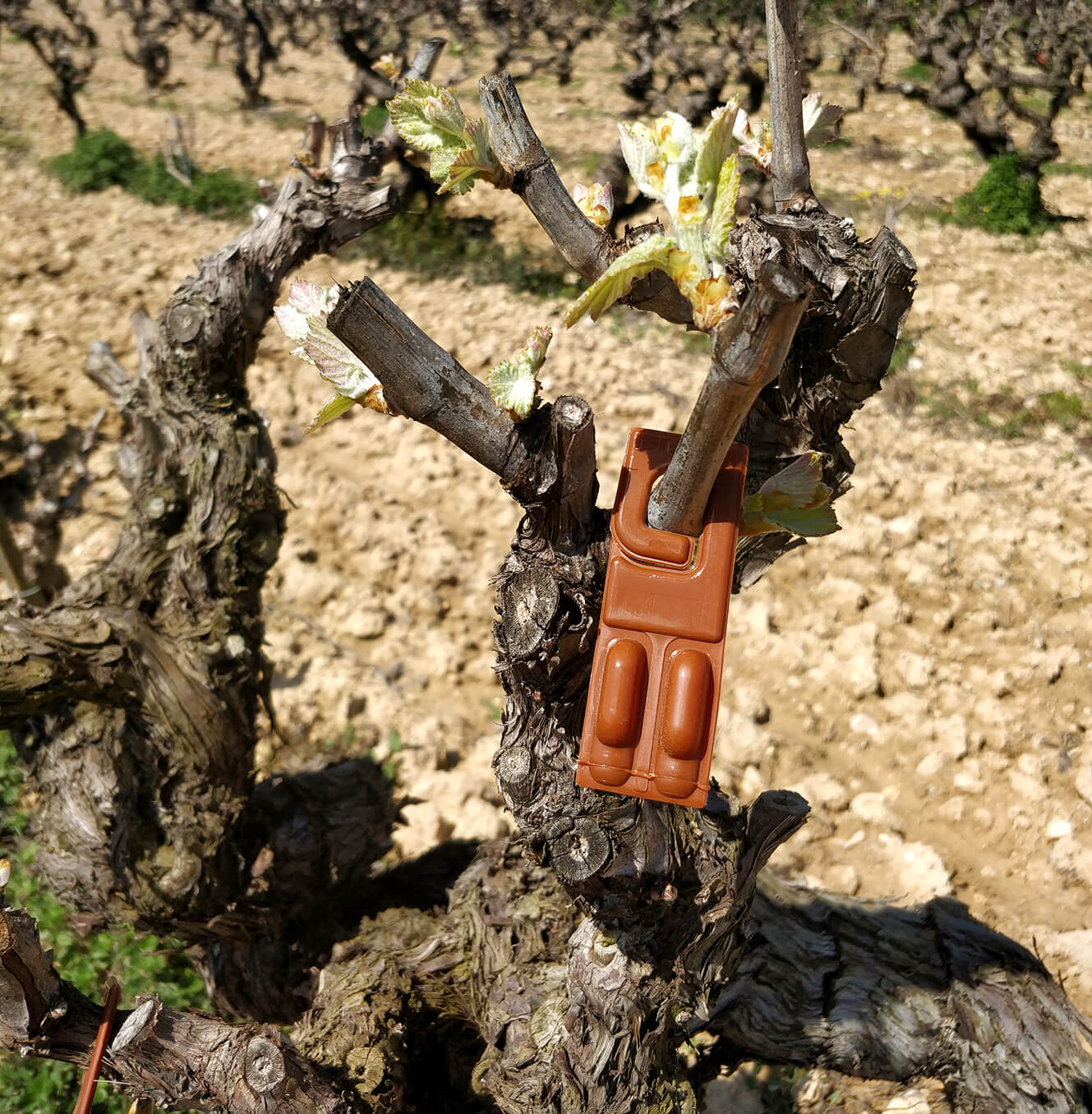 Feronomas como método ecológico al viñedo Cal Escalló como las feromonas al viñedo del Penedès