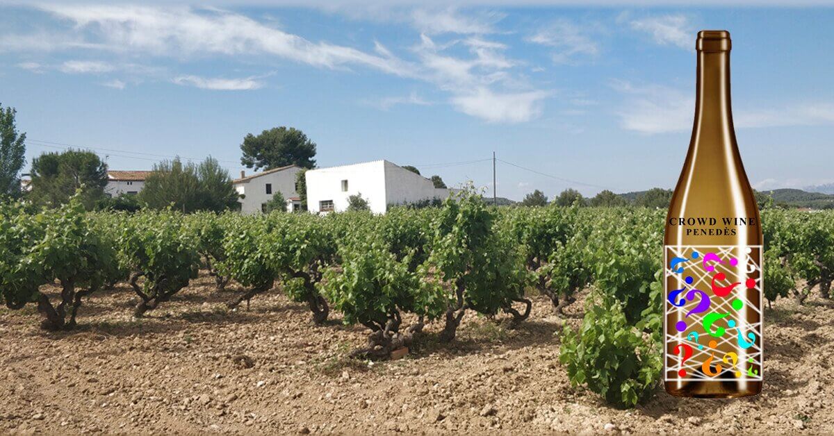 Viñedo de Cal Escalló con el que se elaborará el vino Crowd Wine Penedès