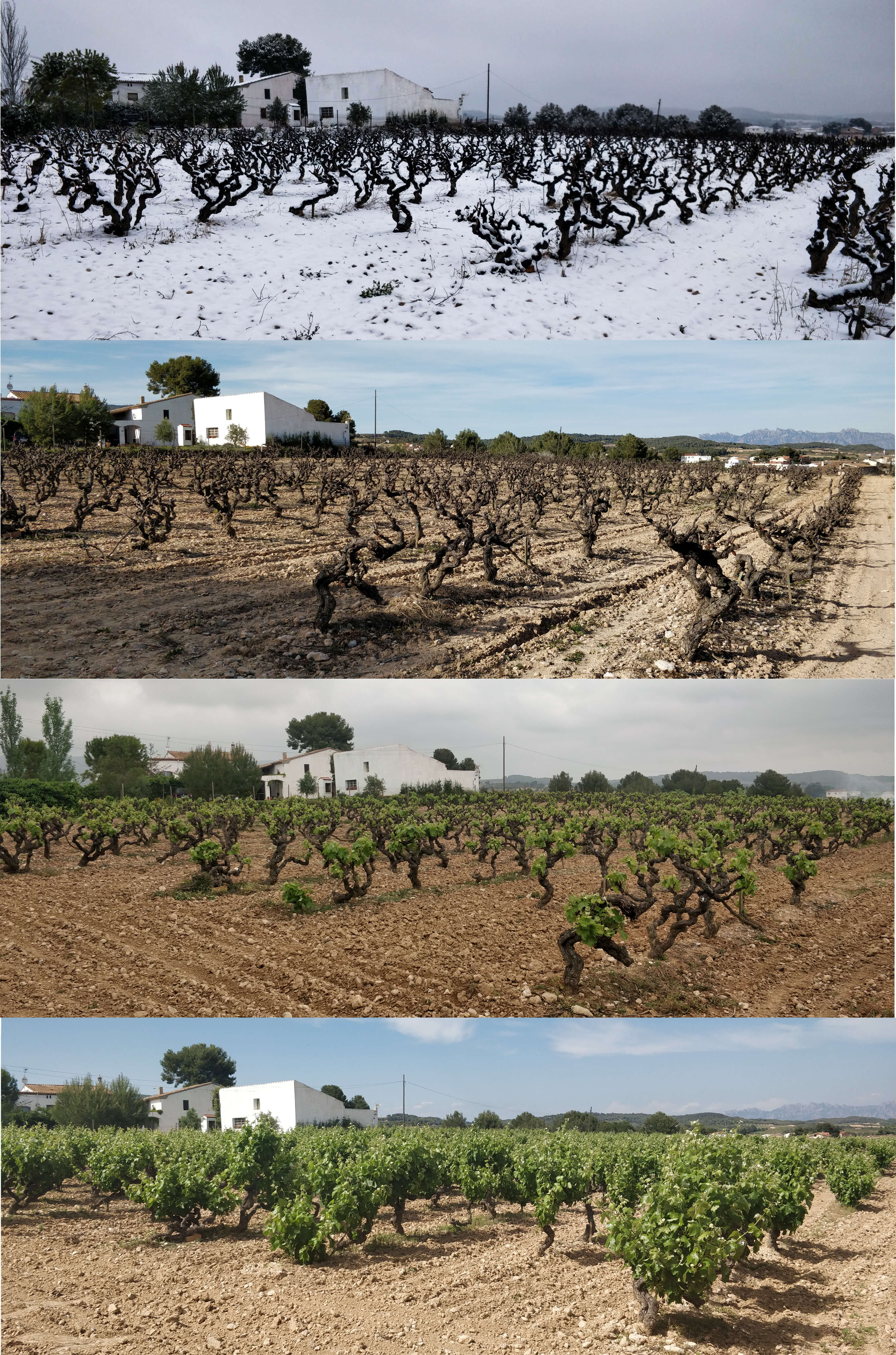 4 estacions a la vinya de Ca l'Escalló