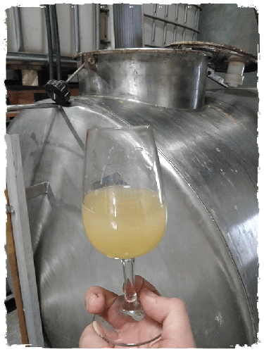 Copa de vi blanc Macabeu durant el procés de fermentació passant del most al vi blanc