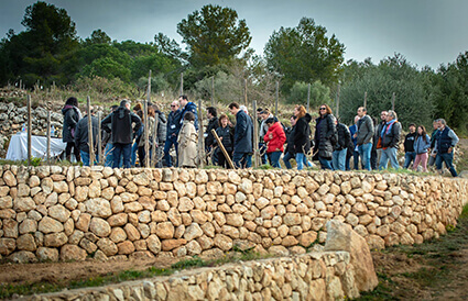 Activitat de construcció d'un marge de pedra seca a la Vinya - D.O Penedès