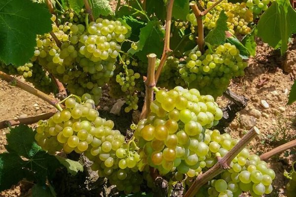 Cepa con uva de Macabeo del viñedo Cal Escalló del Penedés